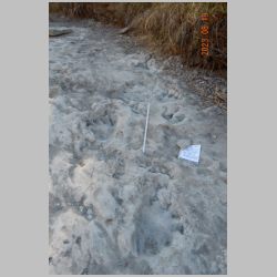 DSCN0422cr Best sauropod.jpg